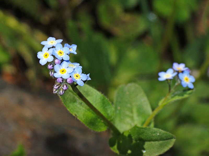 Myosotis soleirolii / Nontiscordardim di Soleirol